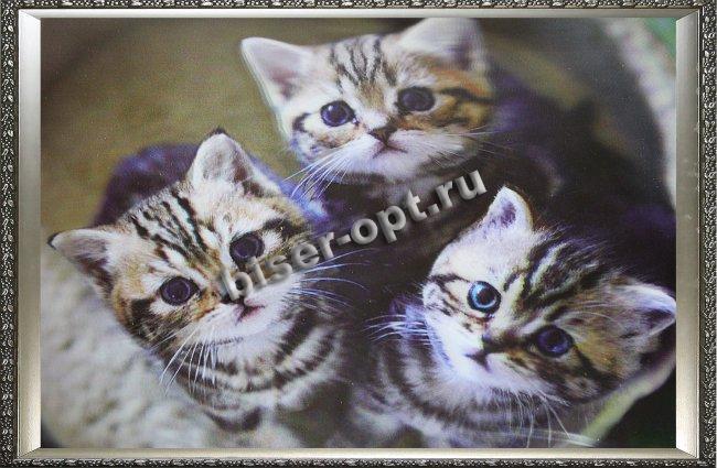 Картина 5D «Три котенка» (без рамки) 38*28см (1шт) цвет:14193Б