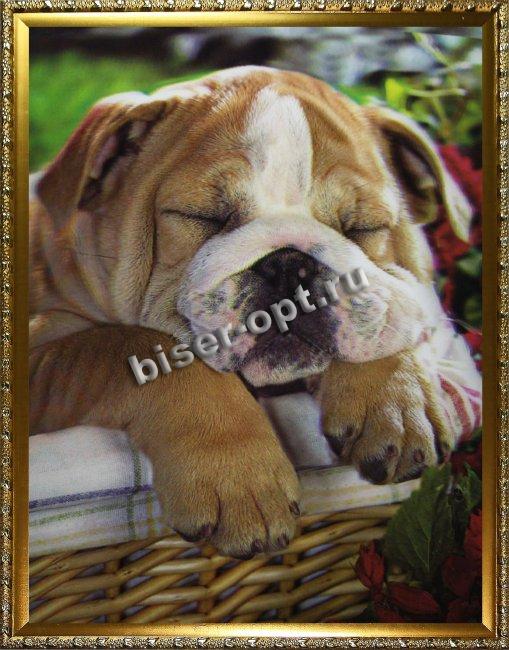 Картина 5D «Спящий щенок» 28*38см (1шт) цвет:14172
