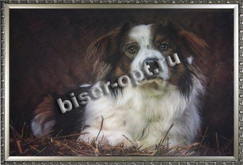Картина 5D «Собака» (без рамки) 38*28см (1шт) цвет:14099Б